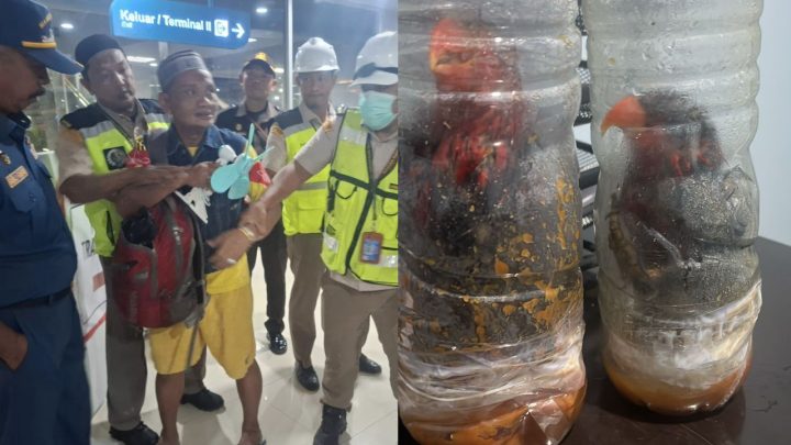 Nuri Kepala Hitam Diselundupkan dalam Botol, Karantina Sulsel Tahan Pelaku Nuri kepala Hitam