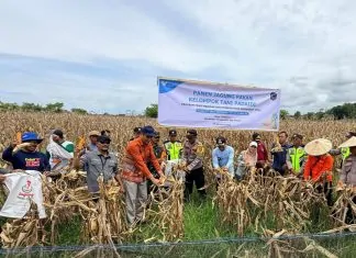 Petani Binaan PT Vale Panen Jagung Pakan di Lahan yang Pernah Terbengkalai