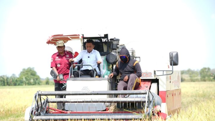 Panen Padi di Desa Lasiwala, Bupati Sidrap: Berkah Ramadan Pemda Sidrap