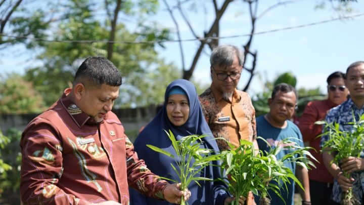 Wali Kota Munafri Dorong Urban Farming Jadi Program Wajib di Seluruh Kecamatan Makassar urban farming Makassar