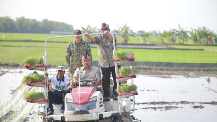 Stok Beras RI Tembus 28 Juta Ton, Wamentan Sudaryono Kebut Tanam 750 Hektar Padi di Lamongan Hadapi El Nino Mentan