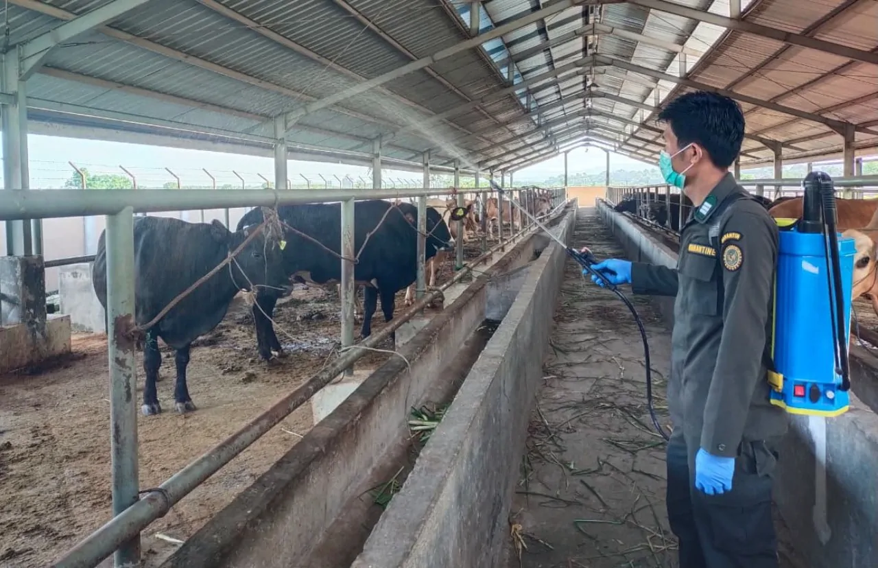 Barantin Perketat Pengawasan Hewan Kurban di Sulsel Jelang Iduladha 2026