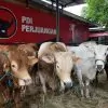 Kurban sapi