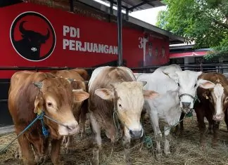 Kurban sapi