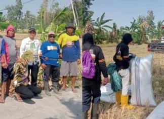 Kemarau