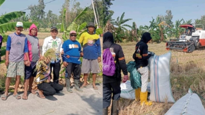 Di Tengah Kemarau, Petani di Kelurahan Kadidi Tetap Bisa Panen Berkat Program Listrik Masuk Sawah Kemarau