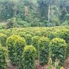 Kebun merica