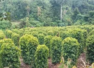 Kebun merica