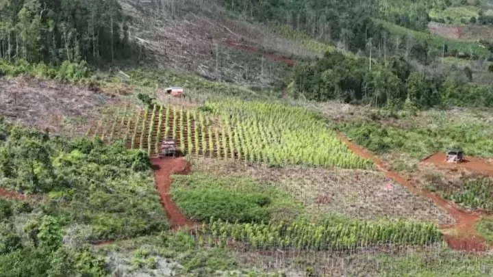 Gakkum Tangkap Tiga Warga yang Buka 1,3 Ha Kebun Lada di Hutan Lindung di Lutim, Dalami Praktik Jual Beli Lahan Gakkum
