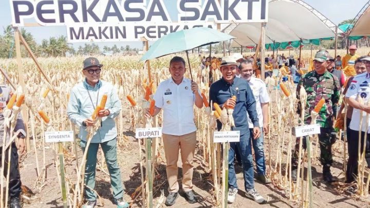 Dorong Produktivitas Pertanian, Bupati Jeneponto Hadiri Panen Raya dan Expo Benih Jagung Perkasa Sakti Dorong Produktivitas Pertanian